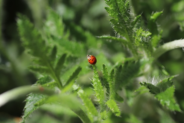 op een zonnige dag loopt een rood lieveheersbeestje op pluizige groene bladeren