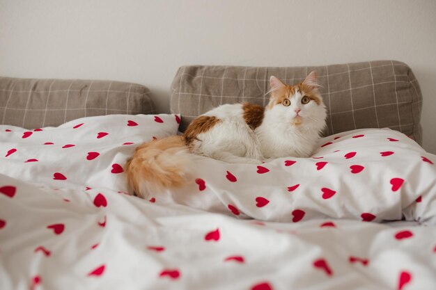 Op het bed ligt een wit-rode kat. De kat ligt op het bed met rode harten. Selectieve focus