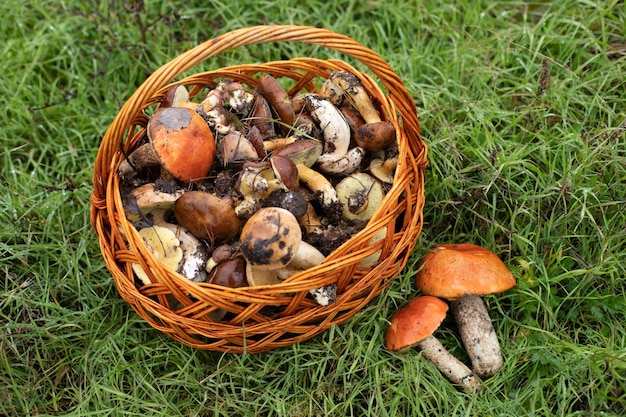 Foto op het gras staat een grote mand met eetbare paddenstoelen.