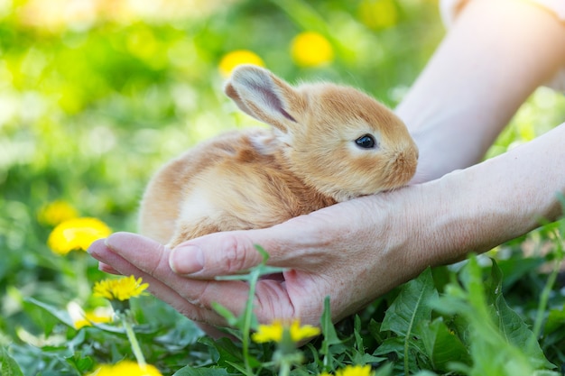 Op het grasveld houdt meisje een klein konijn in de palmen van haar hand