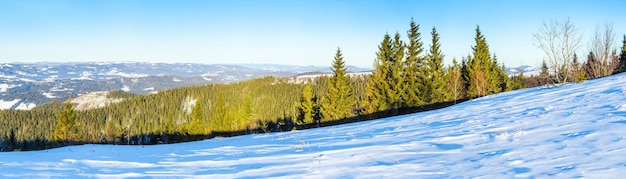 Op het met sneeuw bedekte gazon staan de mooie bomen vol sneeuwvlokken op een ijzige winterdag