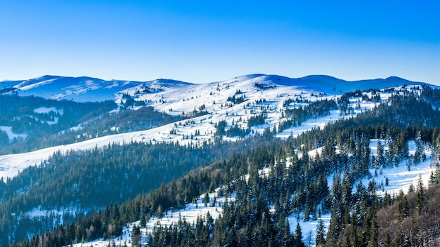 Op het met sneeuw bedekte gazon staan de mooie bomen vol sneeuwvlokken op een ijzige winterdag