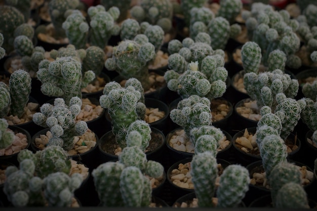 Op het oppervlak van de tafel zijn veel kleine cactussen geplant in kleine potten.