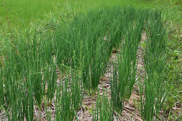 Foto op het veld groeiende gewassen