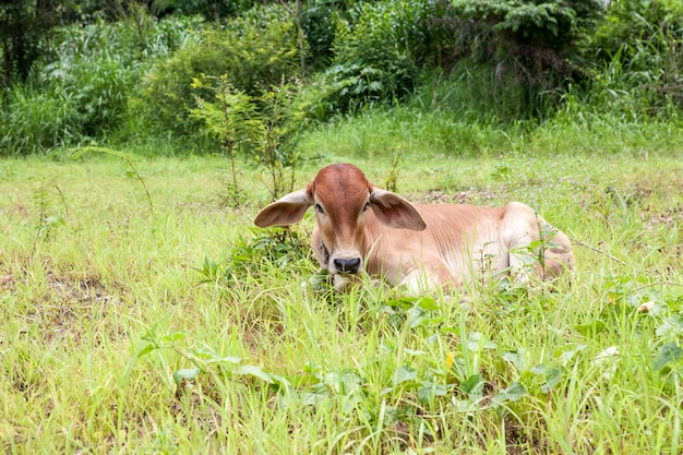 Op het veld in Thailand staat een kalf op de grond