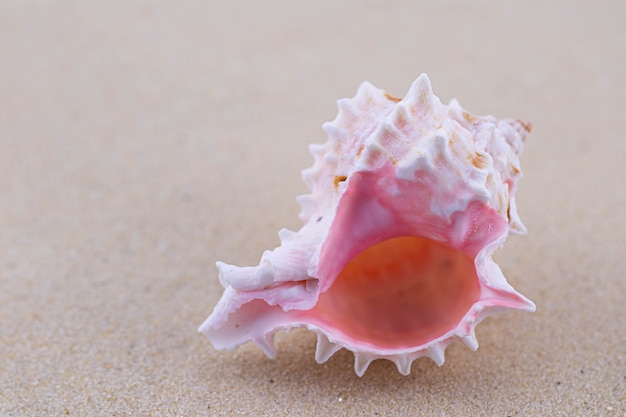 Foto op het witte zand ligt een roze zeeschelp met een ongebruikelijke vorm. macrofotografie van een marien thema.