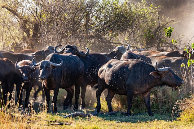 Op hol geslagen Buffalo Botswana Afrika