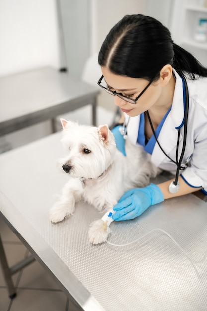 Op metalen tafel. Witte hond liggend op metalen tafel terwijl professionele vrouwelijke dierenarts het infuus opzetten