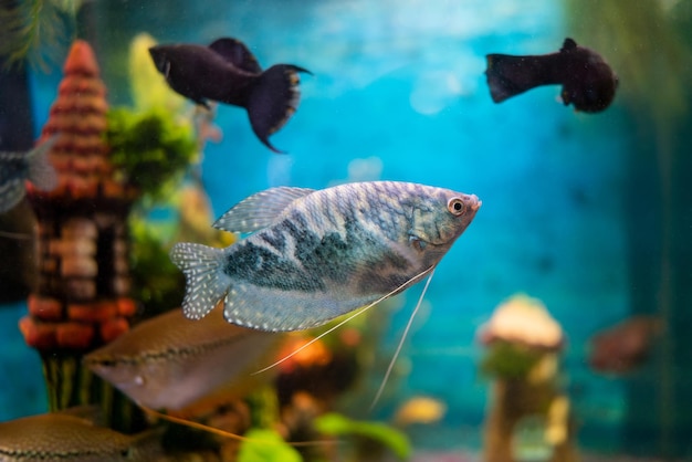 Opaline gourami trichopodus trichopterus fish in a home aquarium