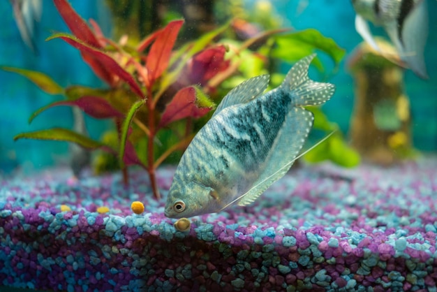 Opaline gourami trichopodus trichopterus fish and snails in a home aquarium