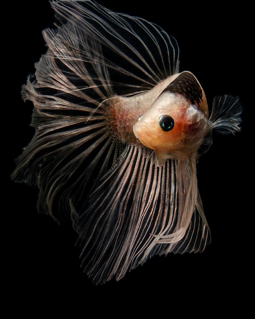 Opasity tunjo siamese fighting fish