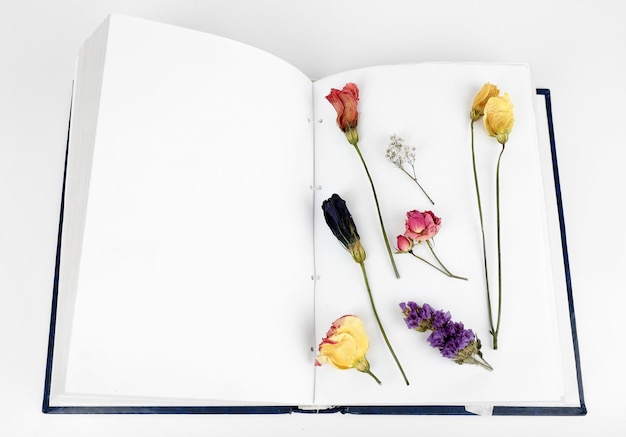 Foto opdrogen planten op boek geïsoleerd op wit