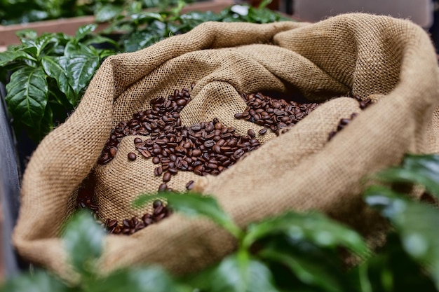 Open bag with coffee beans slices of green leaves beautiful light vigor of coffee beans among coffee bushes