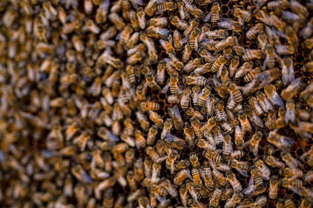 Open bijenkorfframes Close-up van bijeninsecten op honingraatframe