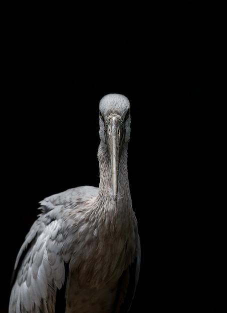 Foto gli uccelli con becco aperto hanno uno sfondo nero