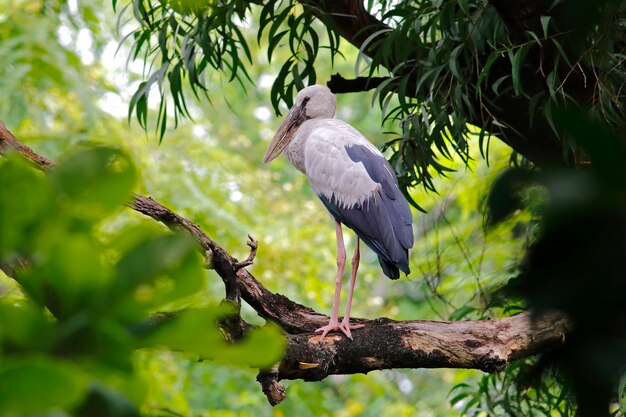 Открытая аист Азиатская открытая Anastomus oscitans Красивые птицы Таиланда
