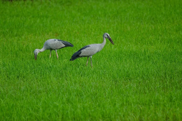 Open-billed stork on rice field