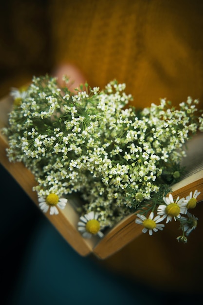 Open book with bouquet of daisies inside woman in knitted sweater and jeans on background book with ...