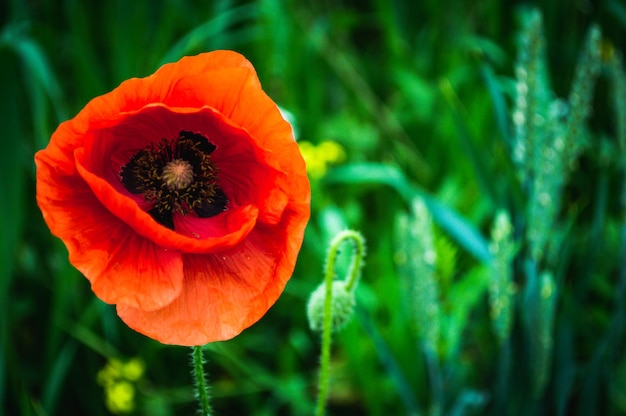 フィールドで赤いポピーの花のつぼみを開くポピーのクローズアップ写真