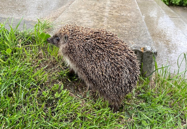 open egel loopt in de regen op het gras