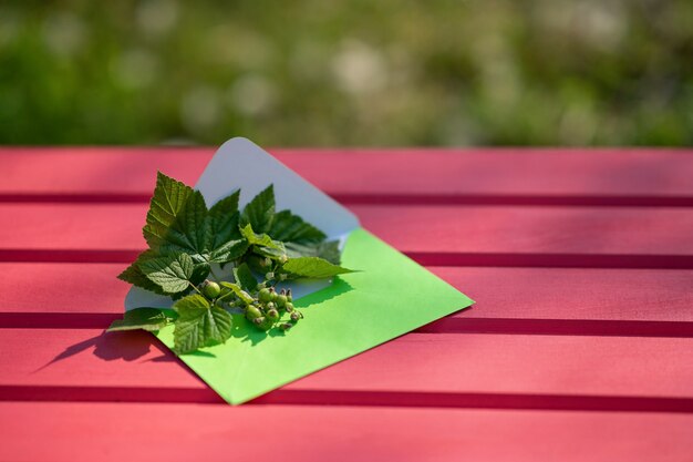 Open green envelope with black currant leaves and berries on a pink wooden background H