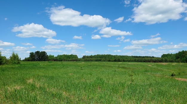 Open groen veld omgeven door bomen en jonge dennen