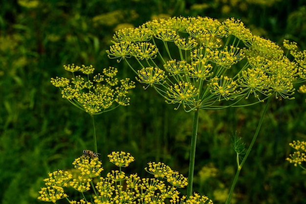 In the open ground in the garden grows dill