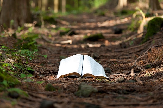 Open Holy Bible on trail in the forest with sunshine