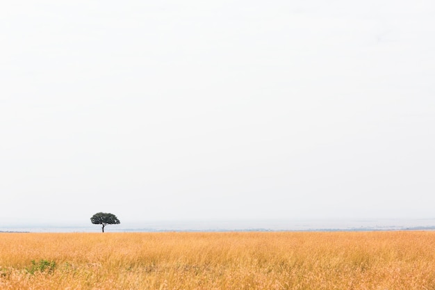 Photo open kenya africa grasslands field one tree