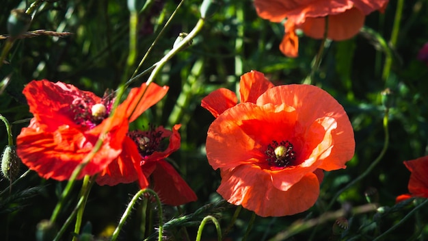 Open knop van rode papaverbloem in het veld Close-upfoto van papaver