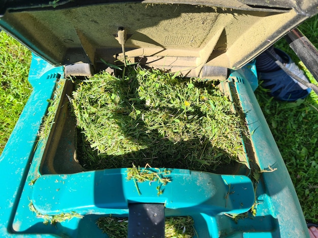 Open lawn mower container filled with grass clippings