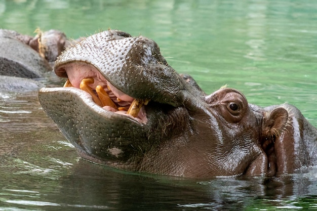 Open mouth hippo close up