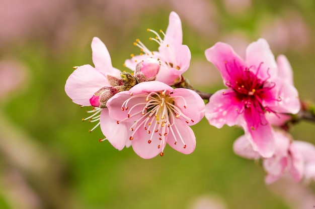 Aprire i fiori di pesco in primavera. fiore naturale.