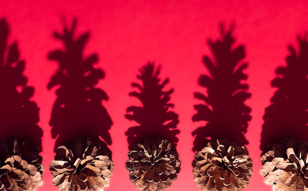 Photo open pine cones seen from above with hard side lighting forming shadow on red background