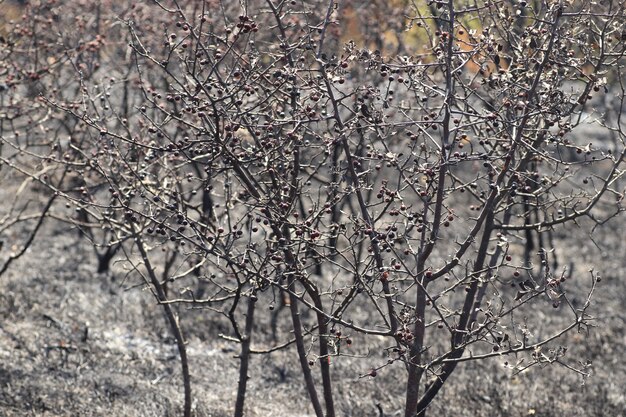 open plek met verbrande bomen en gras zwarte verschroeide weide