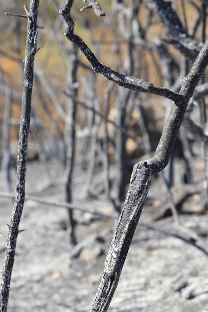 open plek met verbrande bomen en gras zwarte verschroeide weide