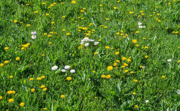 Open plek van gele paardebloemen op een groen gras