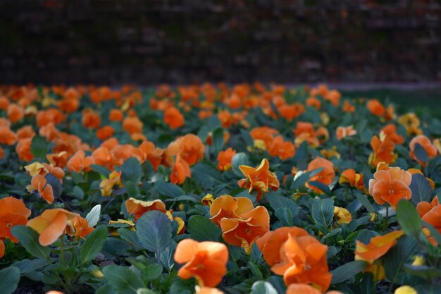 open plek van vers bloeiende tulpen