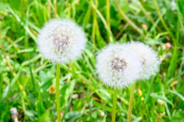 Open plek van verse weidepaardebloemen op een zonnige lentedag Bloeiende paardebloemen Uitstekende achtergrond voor de uitdrukking van de lentestemming Paardebloemplant met een pluizige knop