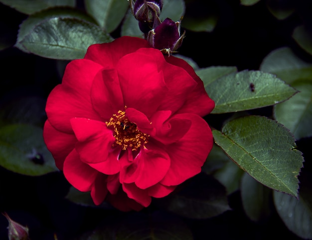 赤いバラの花のクローズアップを開く