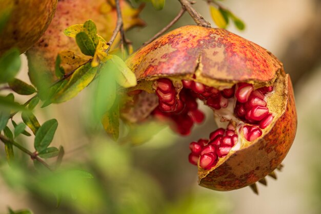 Photo open ripe pomegranate with red arils hanging from a branch in autumn close up