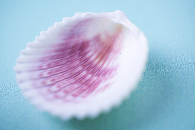 An open sea scallop shell with pink inner surface