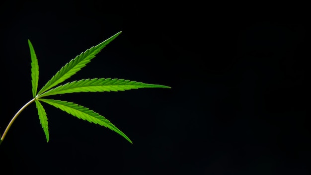 Open sheet of cannabis on a black background.Light draws the texture of the sheet.