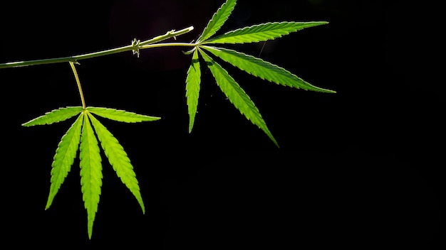 Open sheet of cannabis on a black background.Light draws the texture of the sheet.