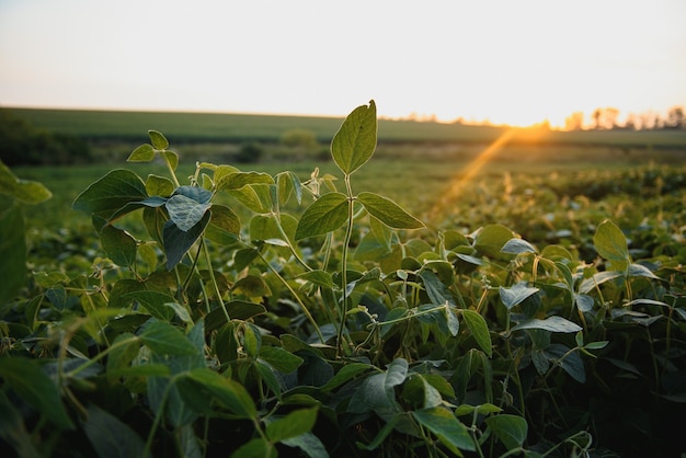 Open soybean field at sunset.Soybean field .