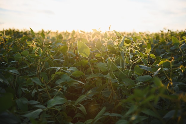 open soybean field at sunset.soybean field.