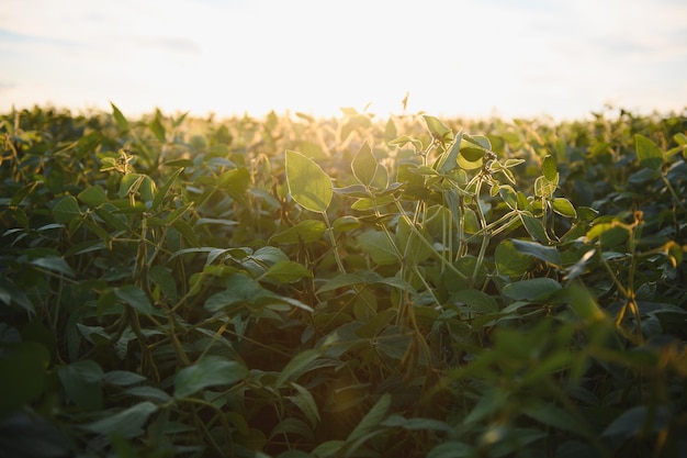 Open soybean field at sunset.Soybean field.