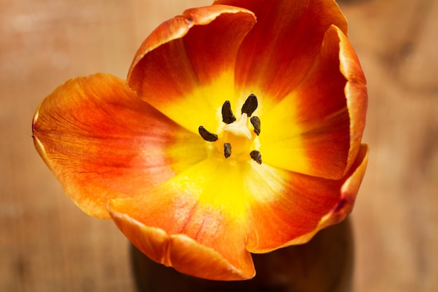 An open tulip in a close up view