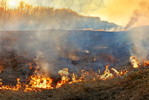 Open vlam Droog gras verbranden in het veld Extreme rampen en bosbranden tijdens droogte