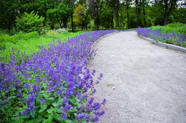 Open weg door decoratief bloembed met bloeiende bloeiende kleurrijke paarse bloemen in de botanische tuin van het stadspark in de lente zomer natuur landschapsontwerp